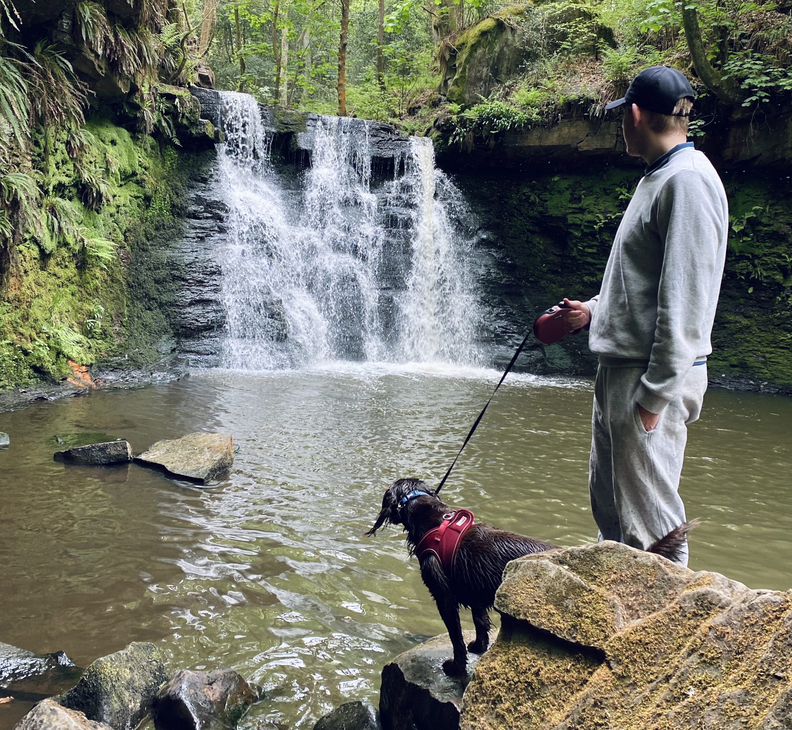 man with a brown dog looking at a waterfall