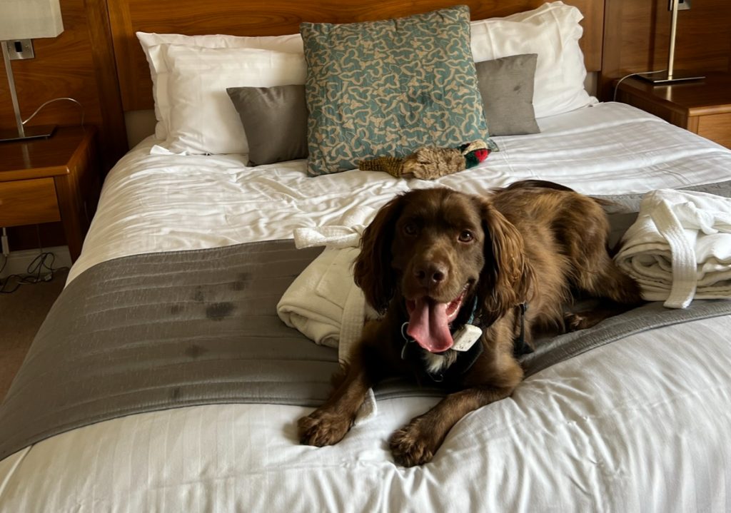 brown cocker spaniel laid on a hotel bed